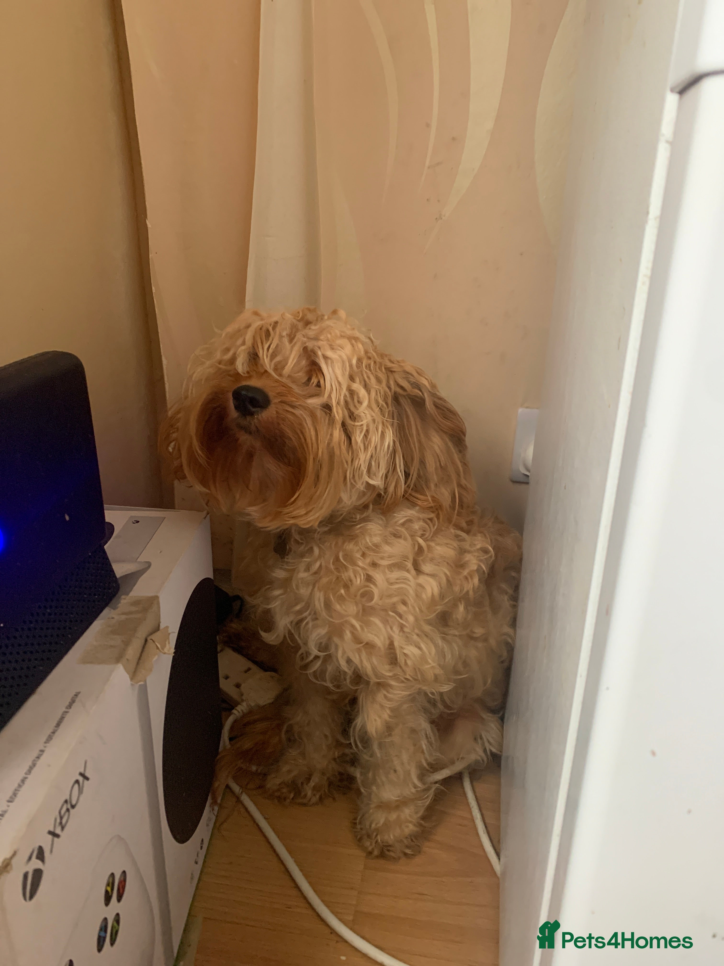 Cockapoo dogs Cockapoo female needs rehoming - Advert 1