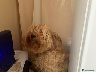 Cockapoo dogs Cockapoo female needs rehoming - Advert 1