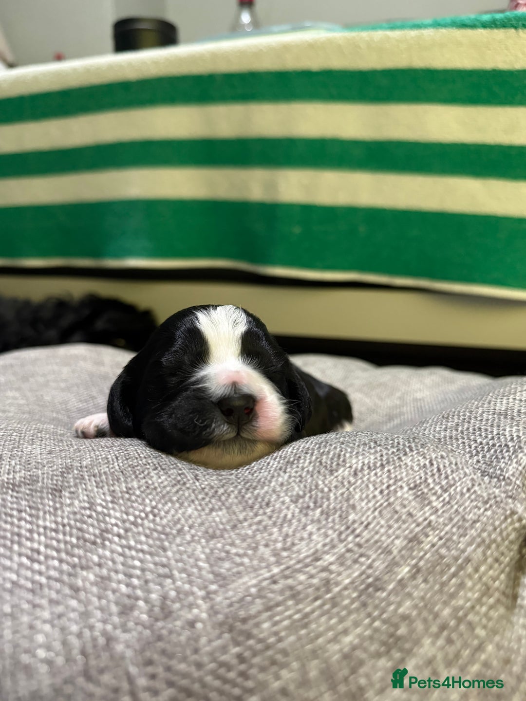 Mixed Breed dogs for sale: Beautiful Cocka/Cavapoo puppies.  - Advert 8