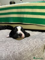 Mixed Breed dogs - Advert 15