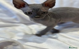 Sphynx cats for sale: Blue/Mink baby boy available  - Image 4