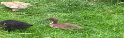 Ducks poultry for sale: Trio of Indian runner ducks - Advert 5
