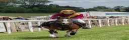 Welsh Section A horses for sale: Smart 12h competition pony  in Cumnock - Advert 3