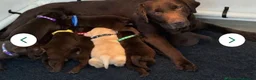 Labrador Retriever dogs for sale: Kc chocolate  male ready now fully  vac  - Advert 2