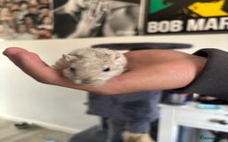 English rabbits for sale: Two handsome gerbils - Image 6