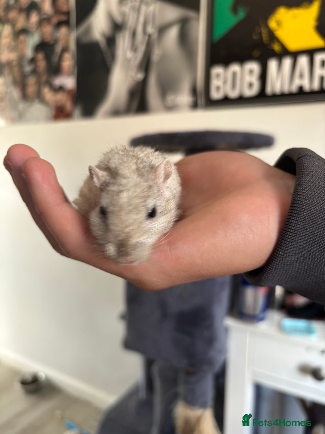 English rabbits for sale: Two handsome gerbils - Image 6