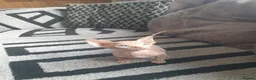 Sphynx cats for sale: Canadian sphynx ready to leave now  - Advert 28
