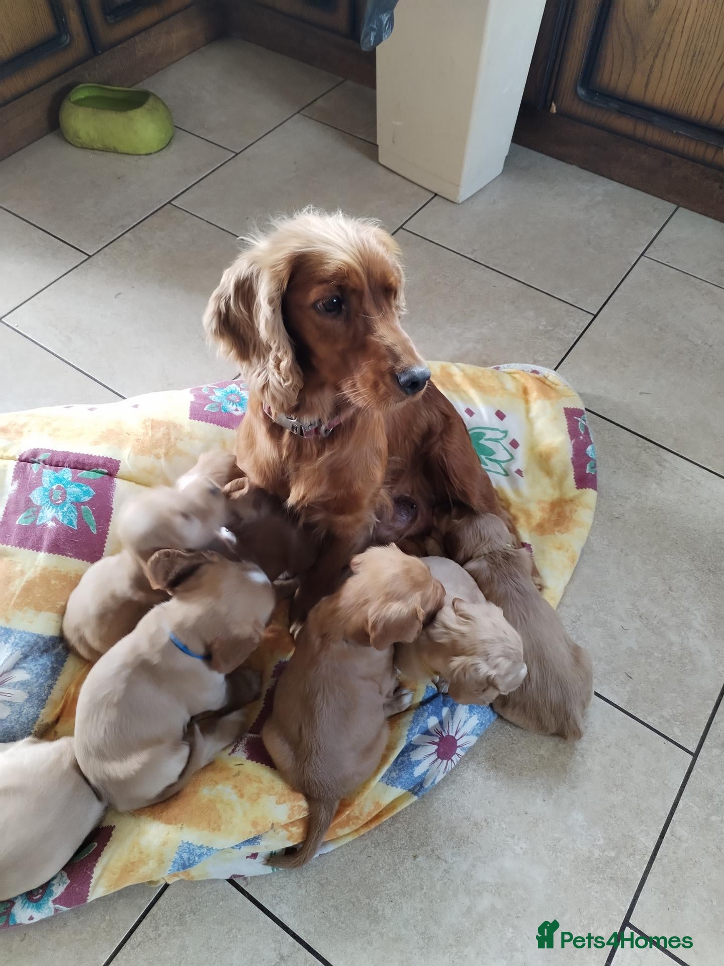 Cocker Spaniel dogs KC reg show type cocker spaniel pups for sale  - Advert 1