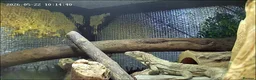 Iguana reptiles for sale: Guatamalan spiny tailed iguana  in Southport - Advert 5