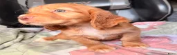 Cocker Spaniel dogs for sale: KC GOLDEN WORKING COCKERS HEALTH TESTED PARENTS !! - Advert 11