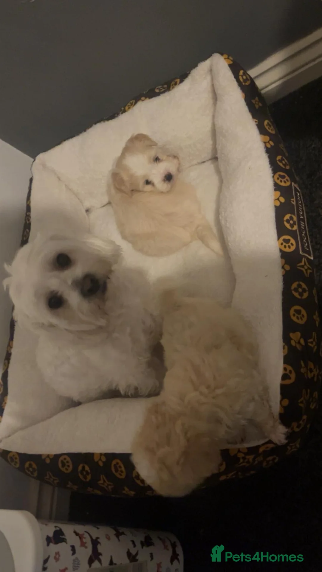 Maltipoo dogs for sale: Rare colours beautiful maltipoo puppies  - Advert 2