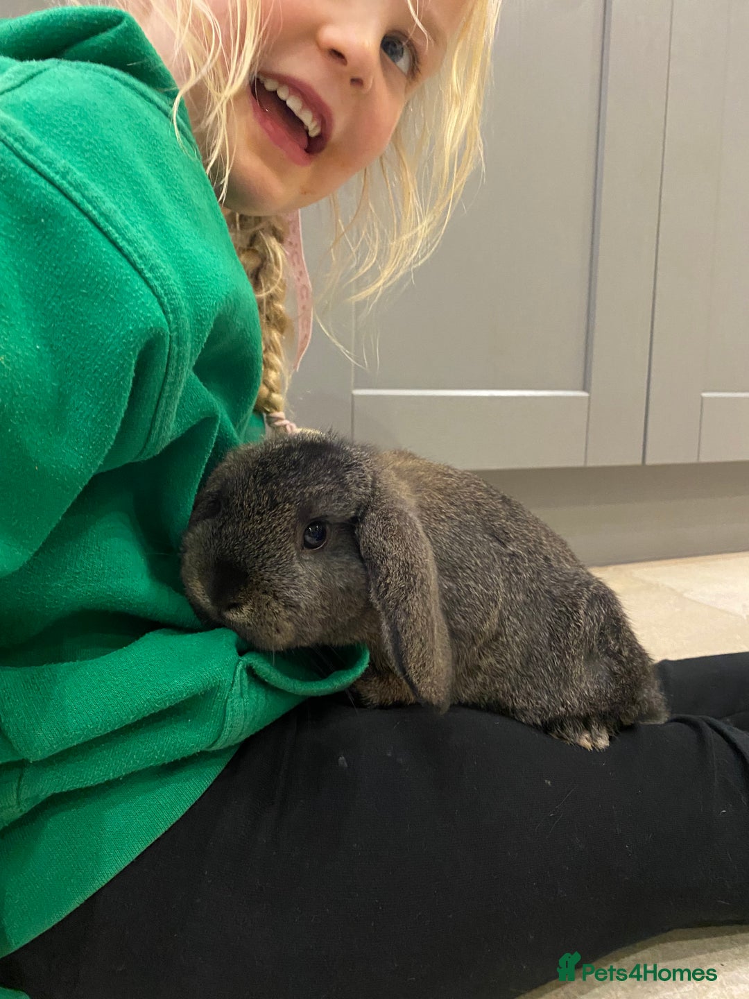 Mini Lop rabbits for sale: Mini lop bunnies - Advert 3