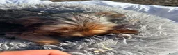 Yorkshire Terrier dogs for sale: Yorkshire terriers  - Advert 23