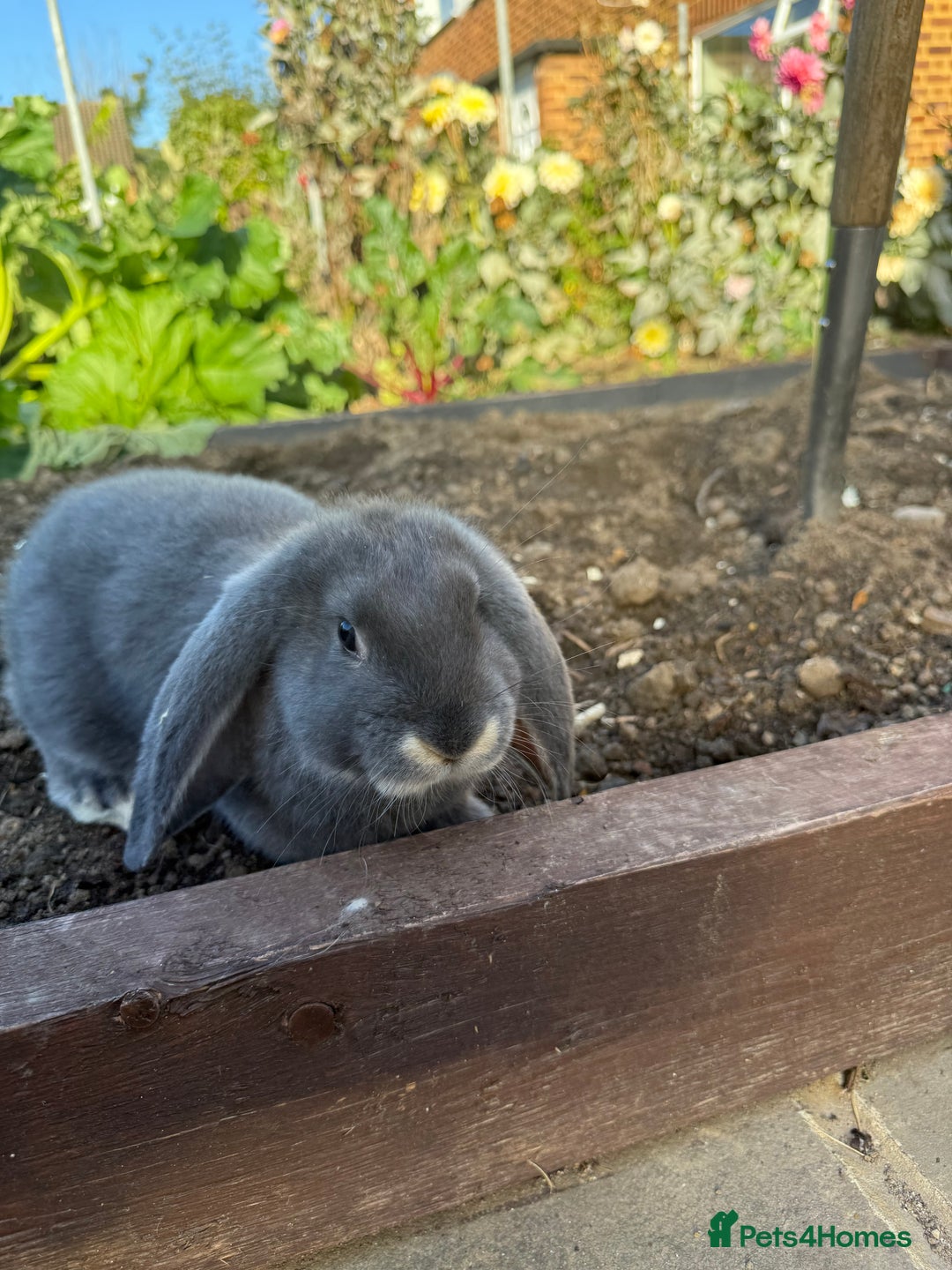 French Lop rabbits for sale: 3 Giant French Lops Bunnies 🐰🩵 - Image 6