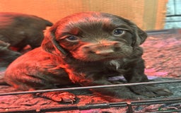 Cocker Spaniel dogs for sale: Gorgeous WCS excellent temperament  - Image 1