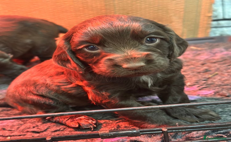 Cocker Spaniel dogs - Advert 10