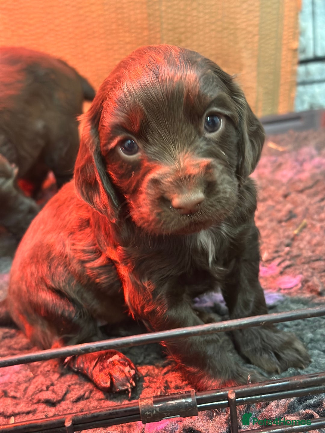 Cocker Spaniel dogs for sale: Gorgeous WCS excellent temperament  - Image 1