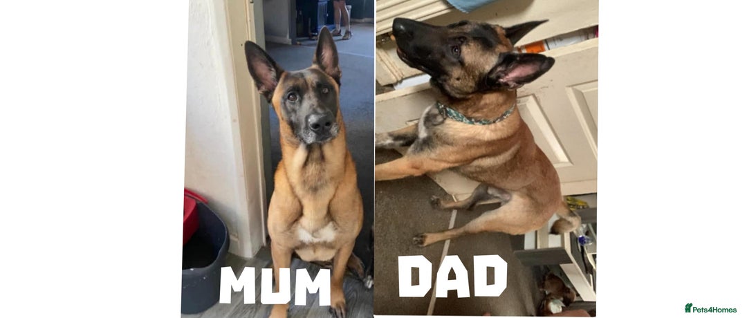 Belgian Shepherd Dog dogs for sale: Belgium Malinois - Image 3