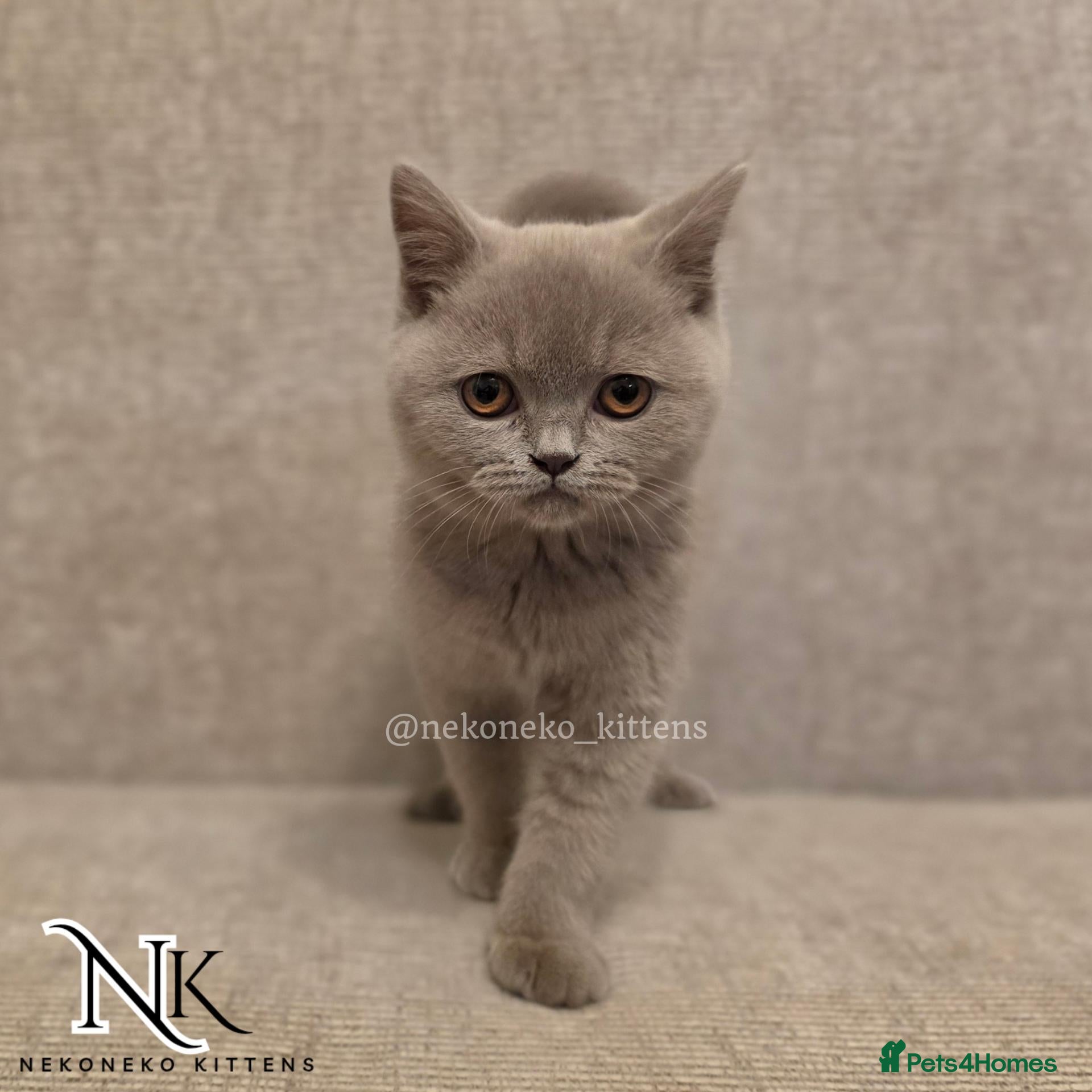 British Shorthair cats UPDATED PICS - GCCF REG BSH KITTENS - Advert 1
