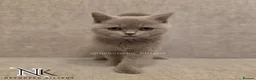 British Shorthair cats for sale: UPDATED PICS - GCCF REG BSH KITTENS - Advert 1