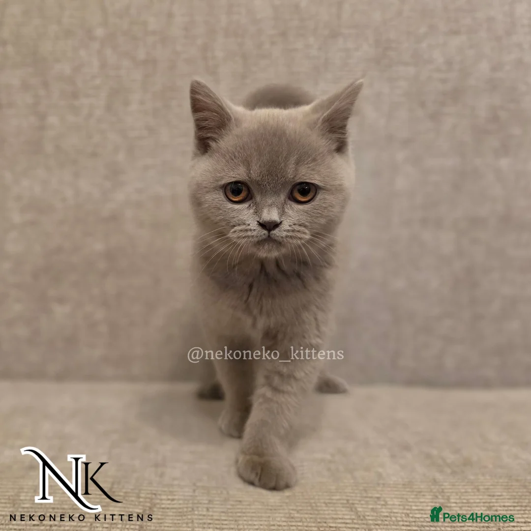 British Shorthair cats for sale: UPDATED PICS - GCCF REG BSH KITTENS - Advert 1