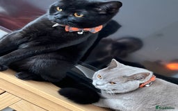British Shorthair cats for sale: Two stunning boys looking for a loving home! - Image 3