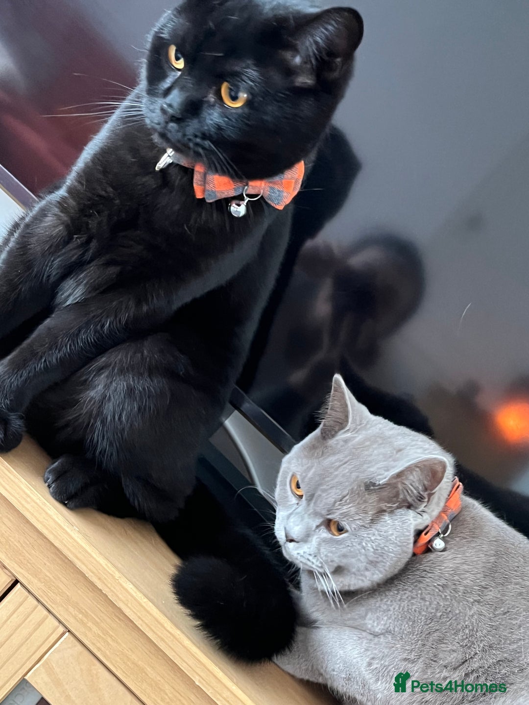 British Shorthair cats for sale: Two stunning boys looking for a loving home! - Image 3