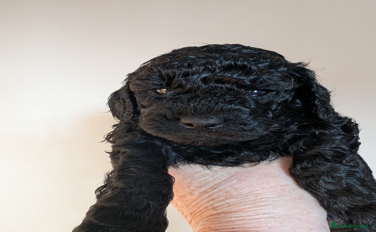 Cockapoo dogs - Advert 15