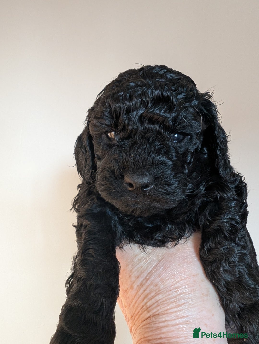 Cockapoo dogs for sale: Toy cockerpoo. cant believe still available  - Advert 1
