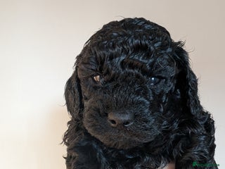 Cockapoo dogs - Advert 6