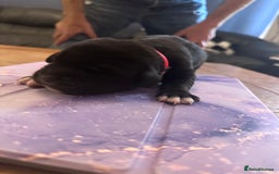 Mixed Breed dogs for sale: Labrador cross Dalmatian puppies - Advert 11