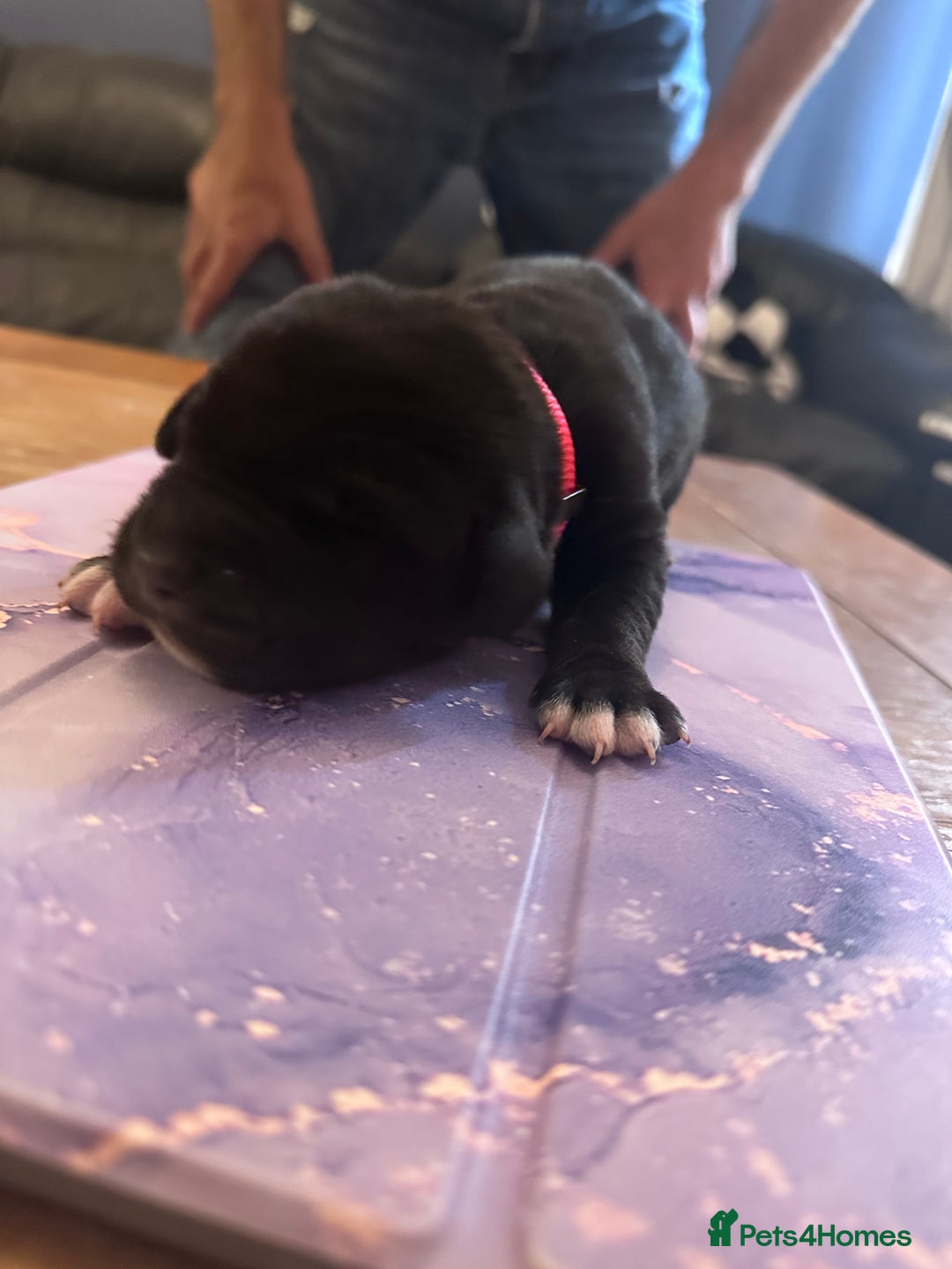 Mixed Breed dogs for sale: Labrador cross Dalmatian puppies - Advert 11