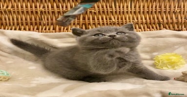 British Shorthair cats - Advert 3