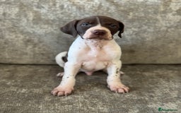 Pointer dogs for sale: BEAUTIFUL PEDIGREE POINTER PUPPIES - Image 7