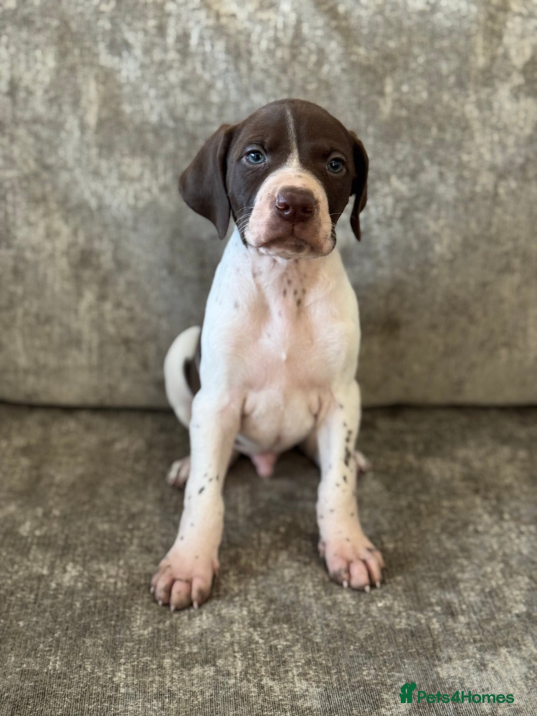 Pointer dogs for sale: BEAUTIFUL PEDIGREE POINTER PUPPIES - Image 7