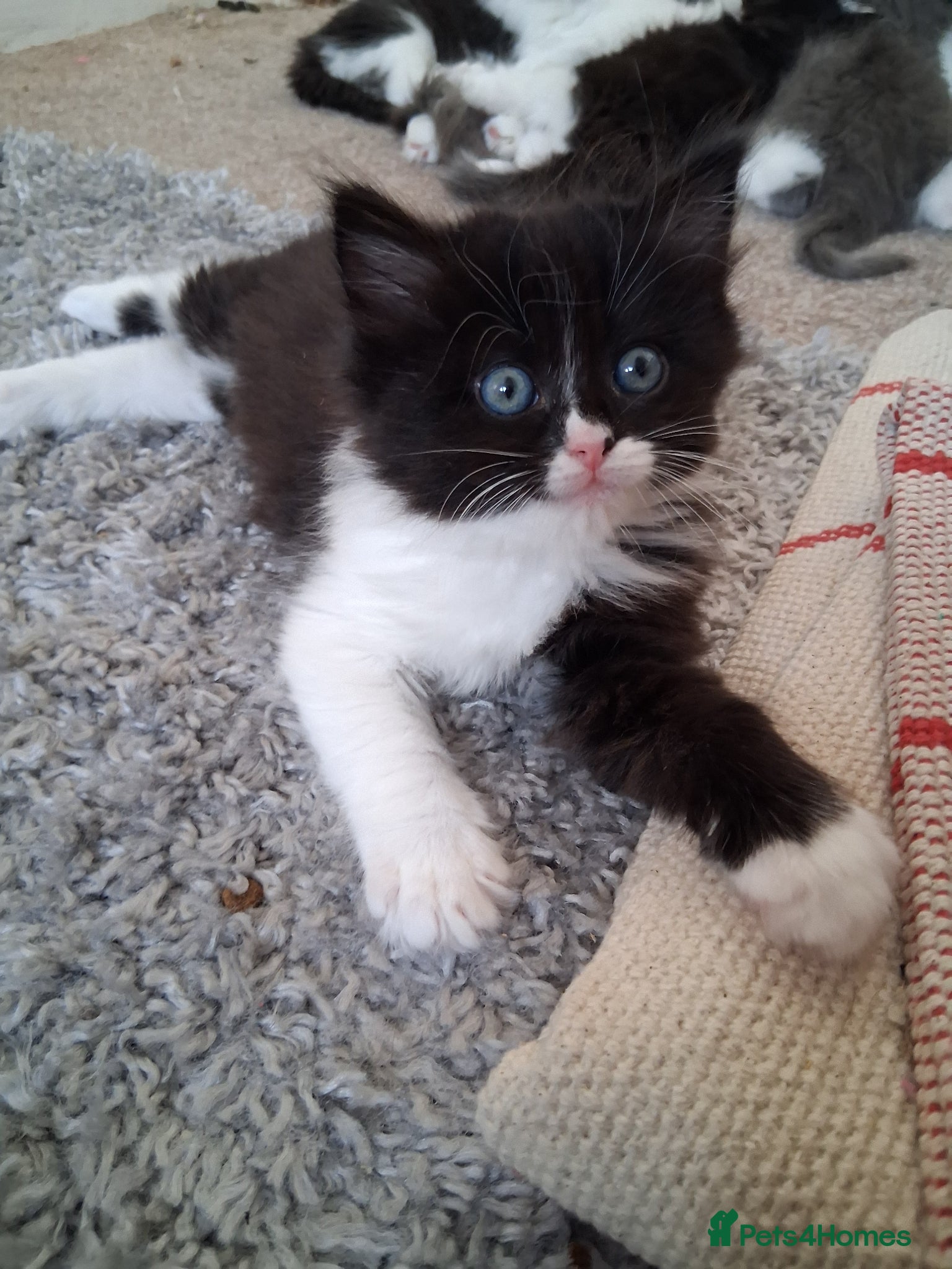 Mixed Breed cats for sale: Ragdoll X Kittens - Advert 17