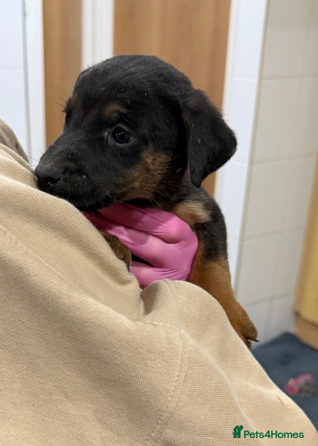 Mixed Breed dogs for sale: Doberman X puppies for sale  - Advert 5