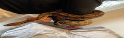 Boa Snake reptiles for sale: Baby Boa Constrictor  - Advert 13