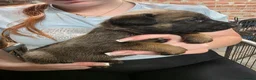 Belgian Shepherd Dog dogs for sale: 🔥🔥LAMPAK9 🇧🇪  Belgian Malinois 🔥🔥 - Advert 4