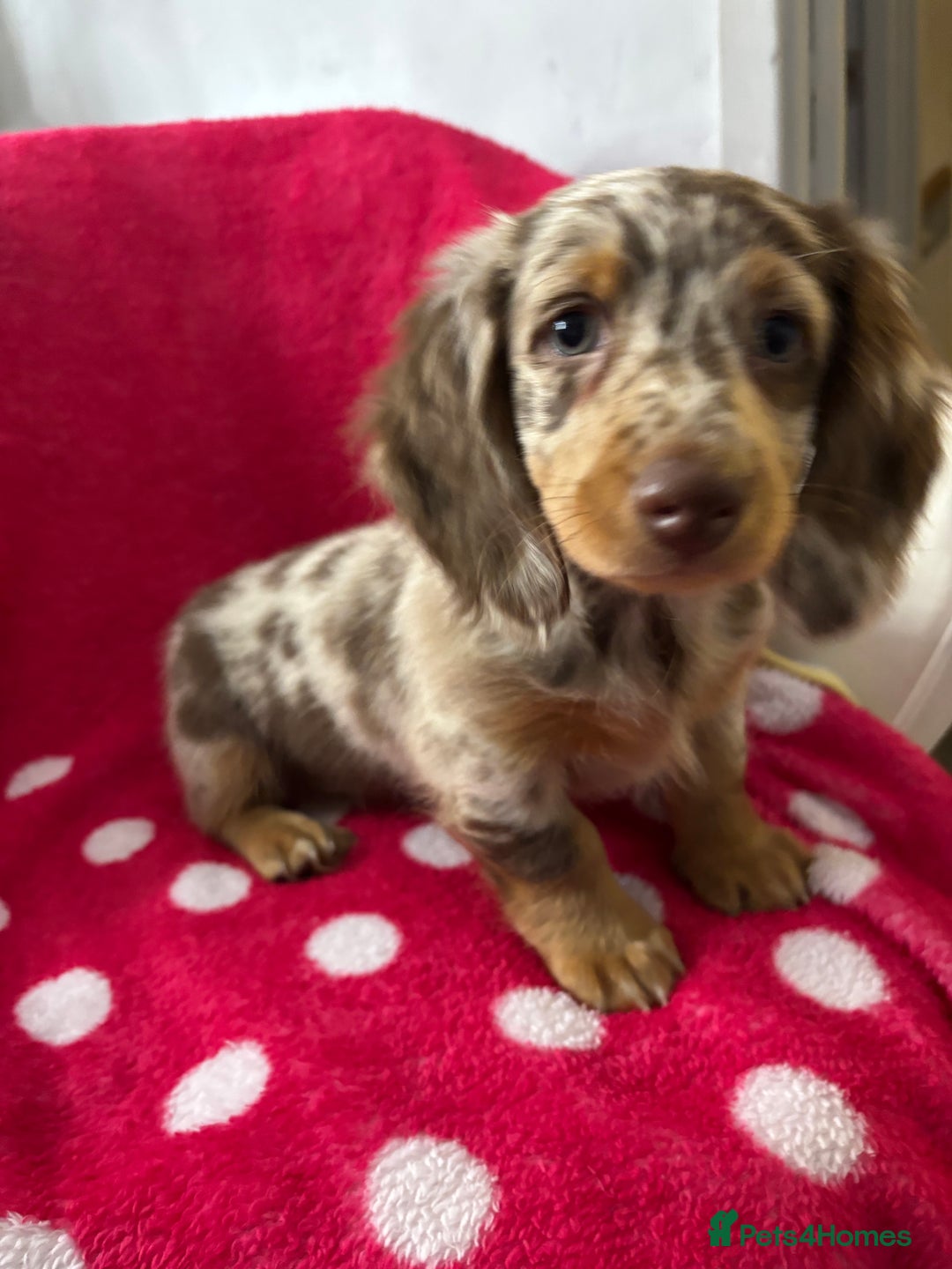 Miniature Dachshund dogs for sale: Miniature dachshunds puppie - Image 6