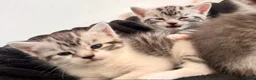 Mixed Breed cats for sale: Beautiful Lilac tabby kittens  in Towcester - Advert 4