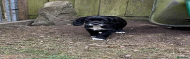 Sprocker Puppy 4