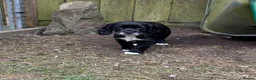 Sprocker dogs for sale: Working Sprocker Pups  - Advert 3