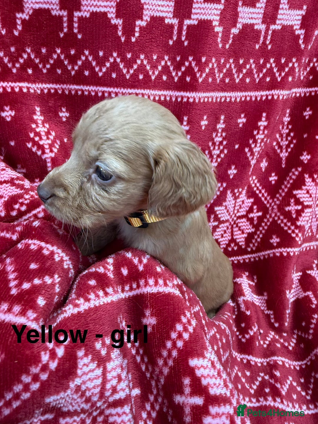 Cocker Spaniel dogs for sale: cocker spaniel puppies  - Advert 8