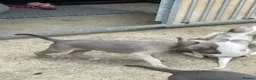 Whippet dogs for sale: Whippet Puppies for sale  - Advert 5