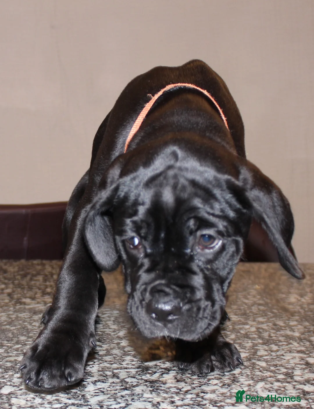 Cane Corso dogs for sale: PRICE DOWN, 1 BOY 2 GIRLS LEFT - Advert 17