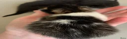 Mixed Breed cats for sale: Litter of tabby tortoi & black kittens  in Liverpool - Advert 4