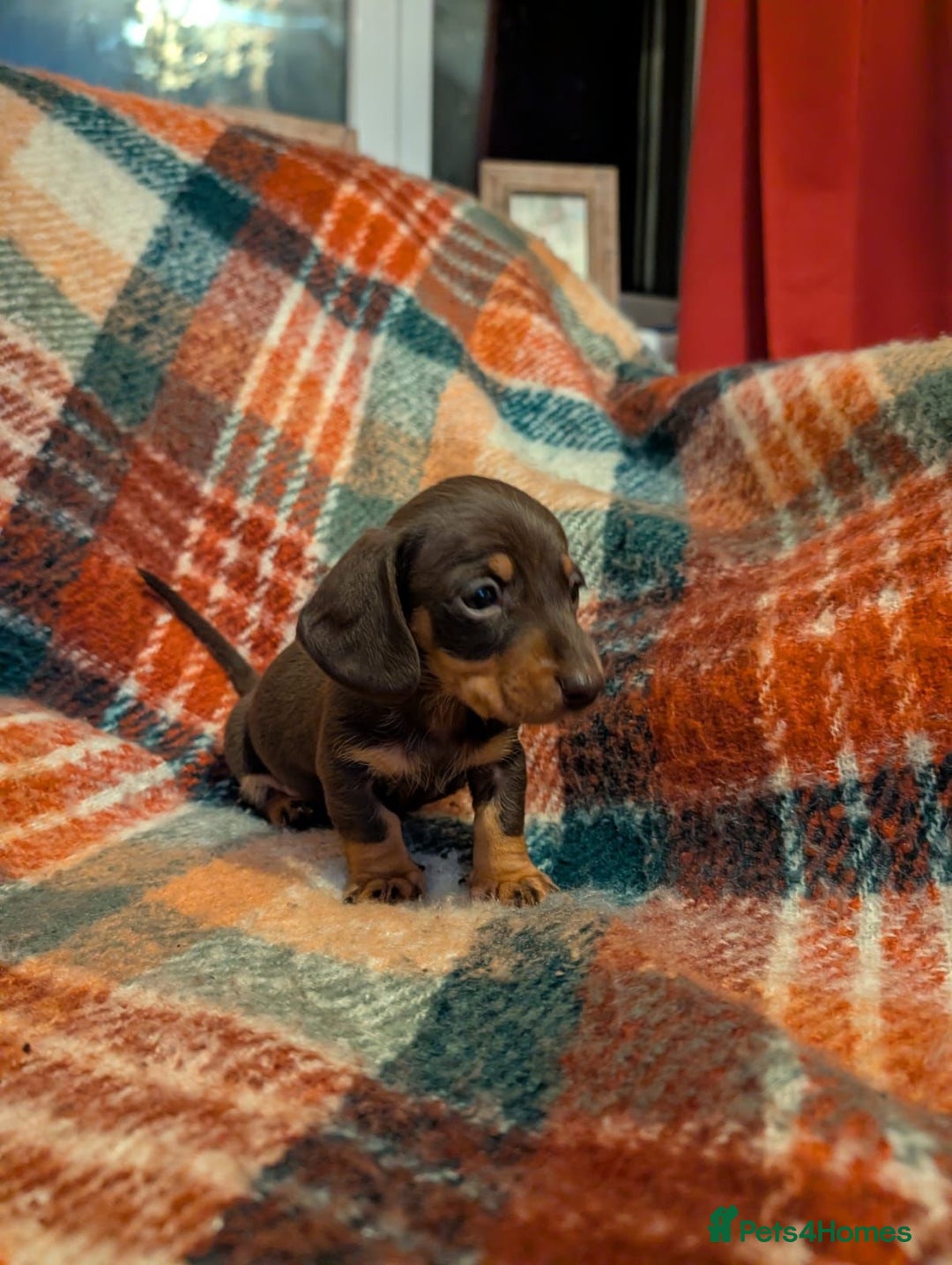 Dachshund dogs for sale: 4 gorgeous puppies for sale - Image 16