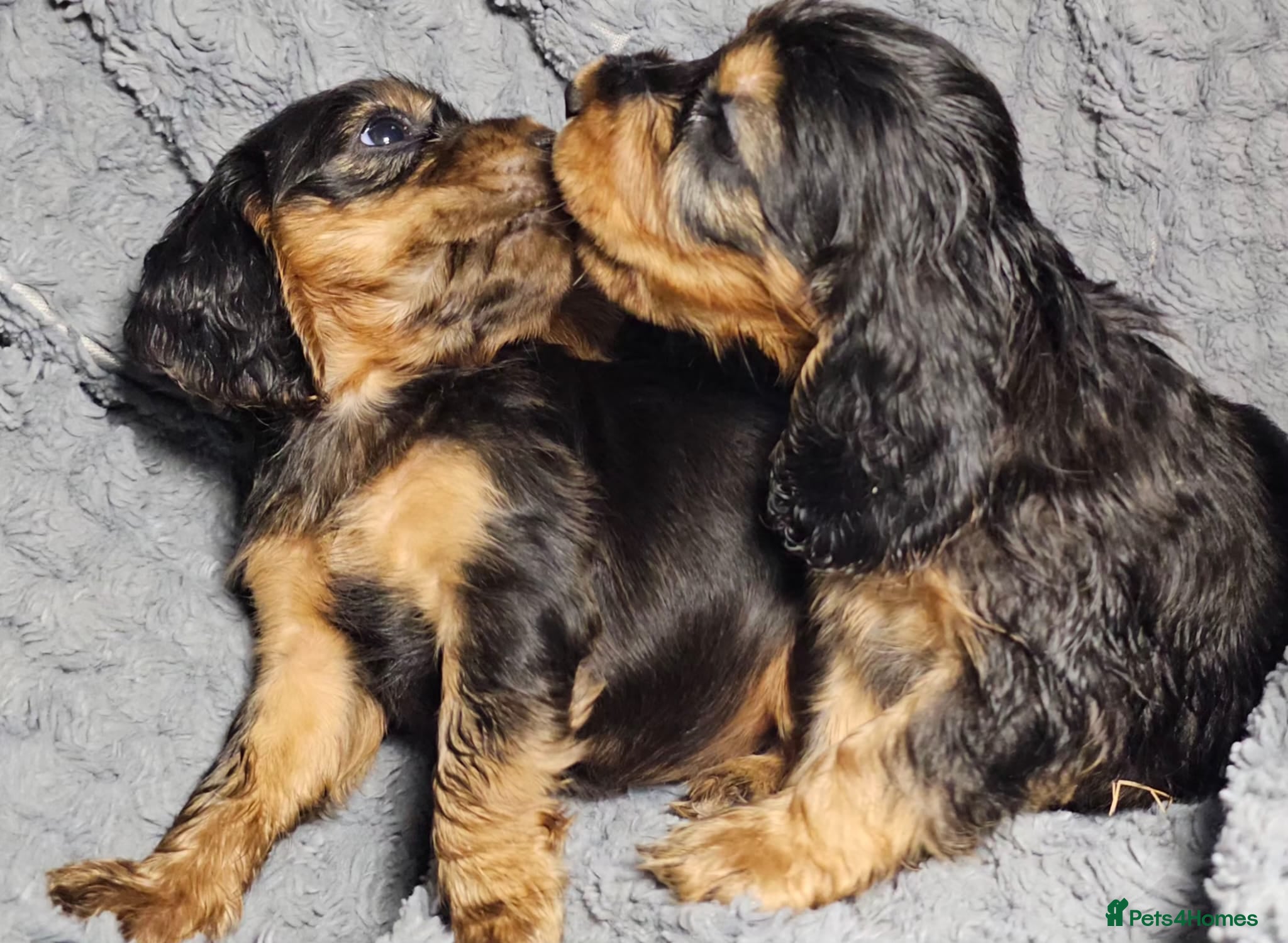 Cocker Spaniel dogs  litter of true show type KC Cocker Spaniels  - Advert 16