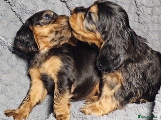 Cocker Spaniel dogs litter of true show type KC Cocker Spaniels - Advert 16